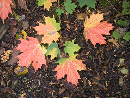 Maple sapling, September 2006